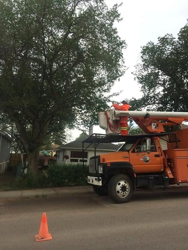 Boulevard elm work