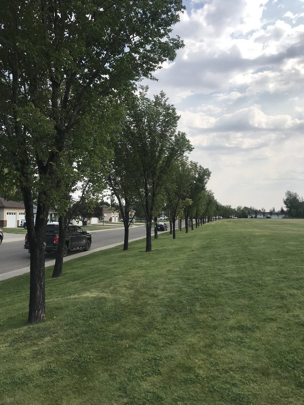 Boulevard elms