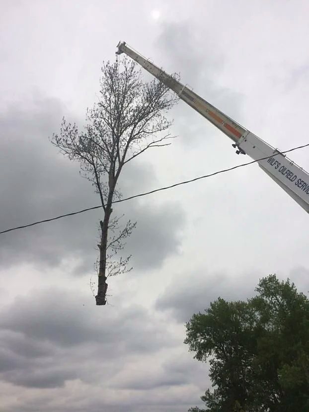 Crane lift, whole tree