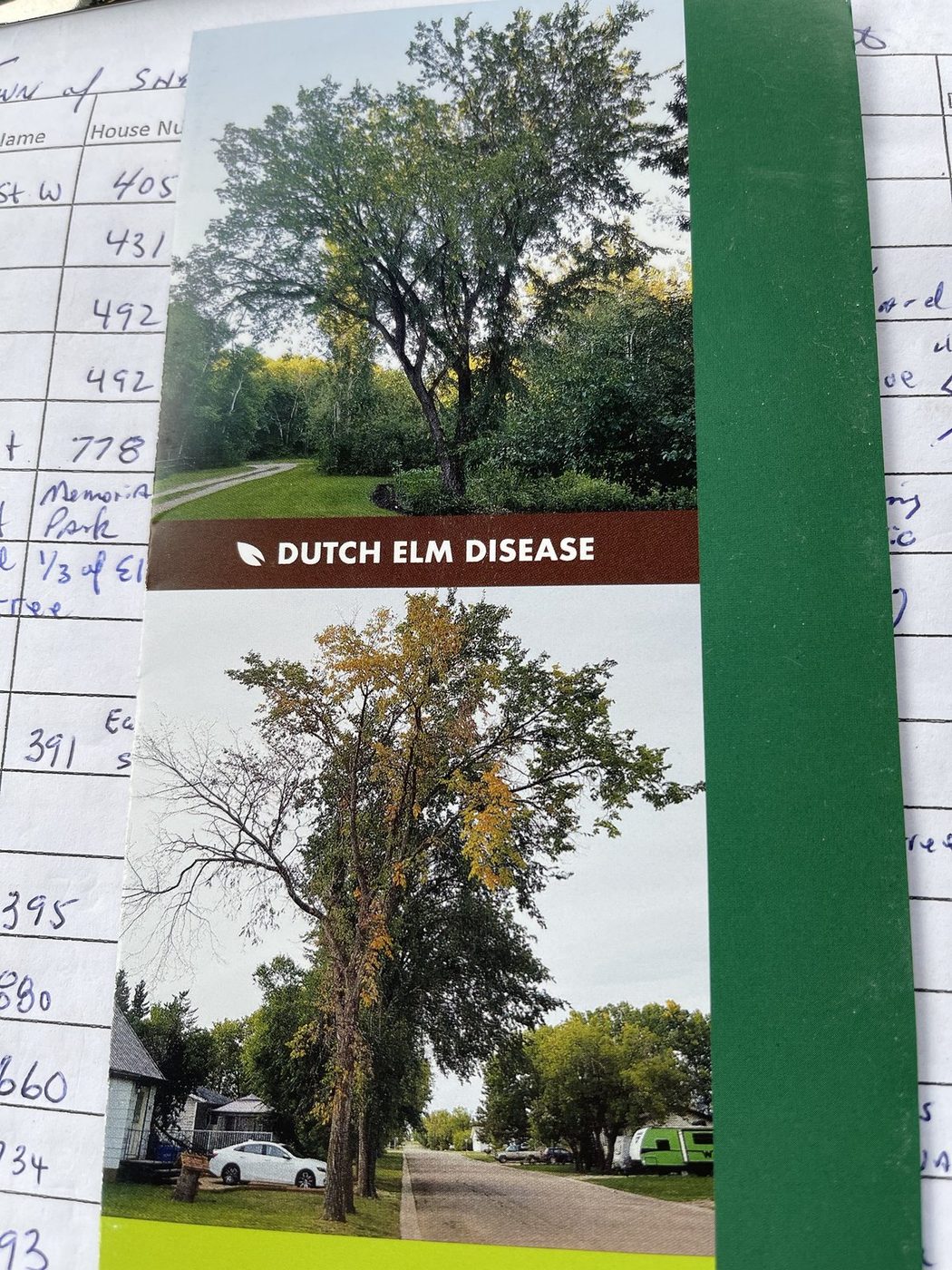 Dutch elm disease survey