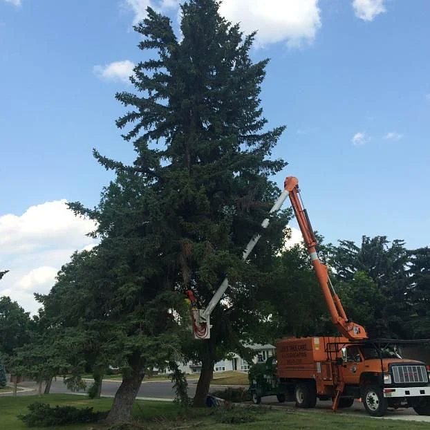 Large spruce removal