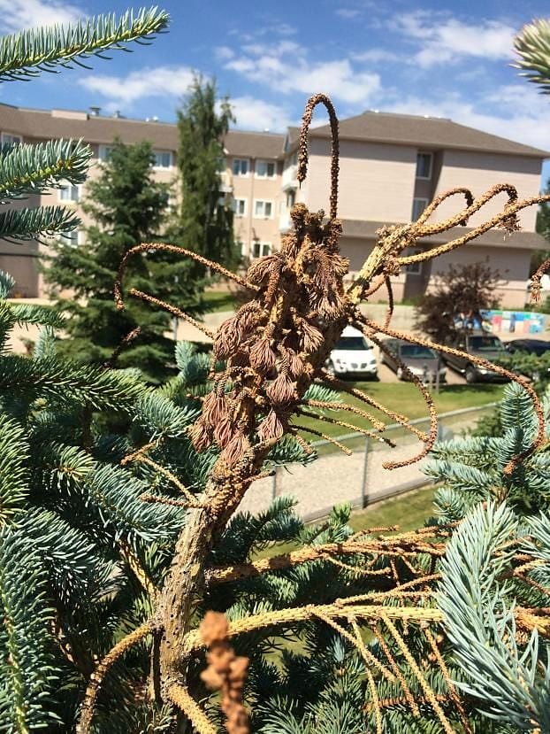 Pine weevil damage