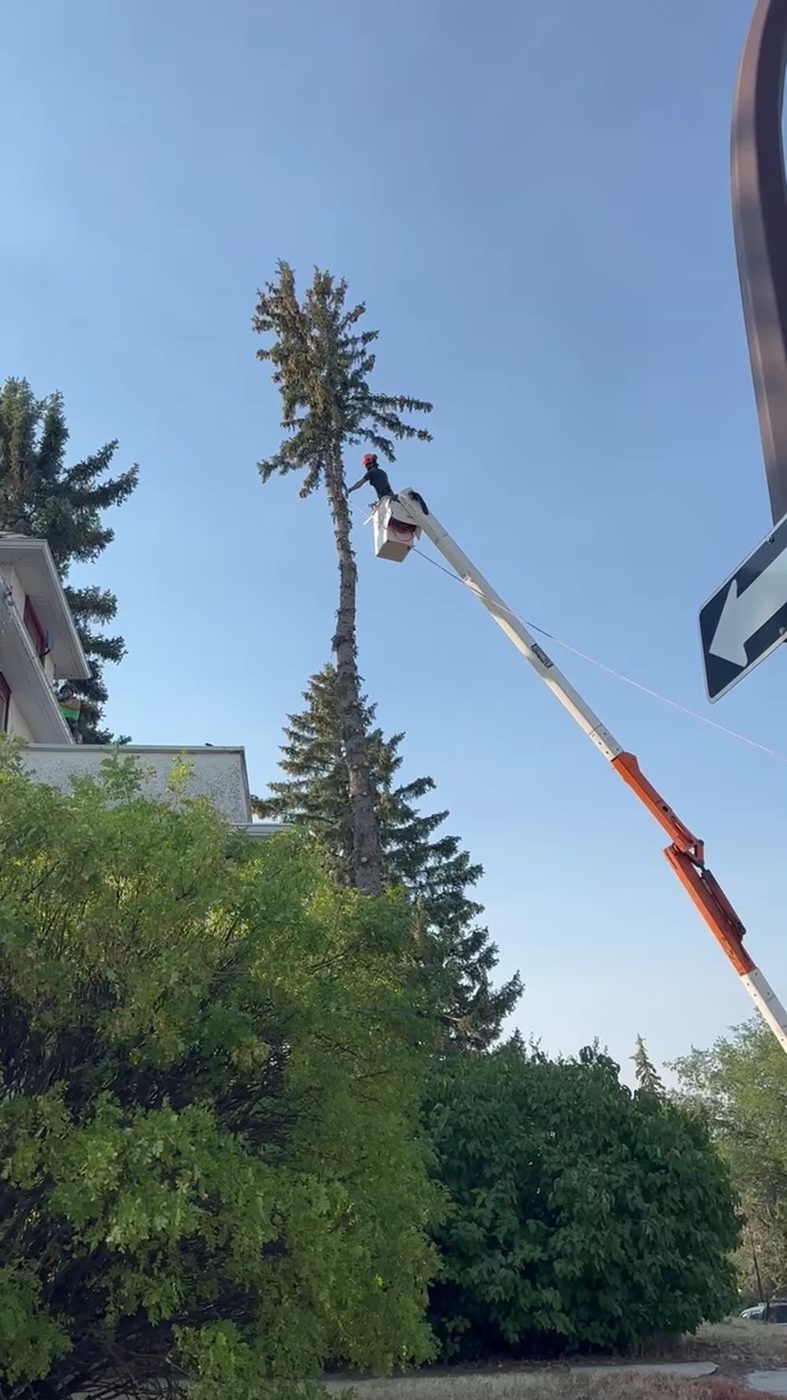 Bucket work on a spruce
