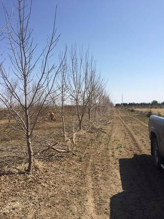 Shelterbelt pruning