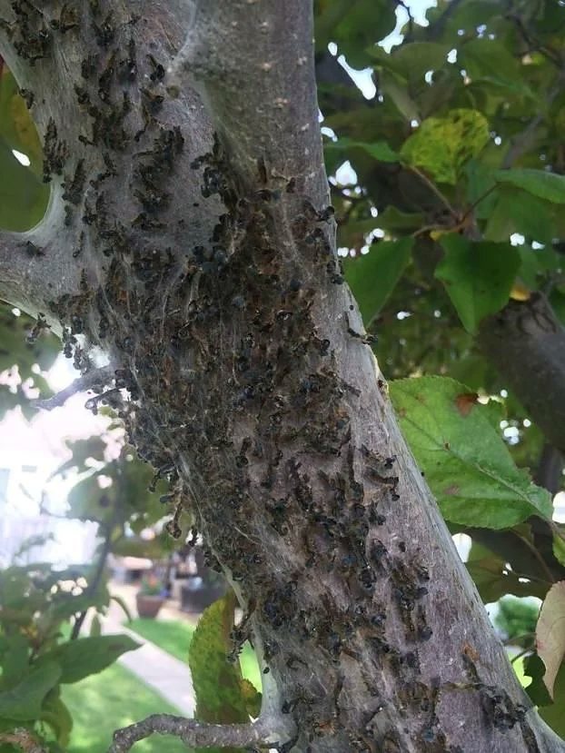 Tent caterpillars